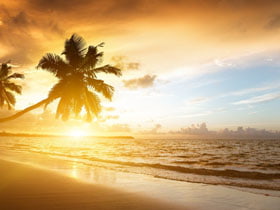 Beach palm tree background