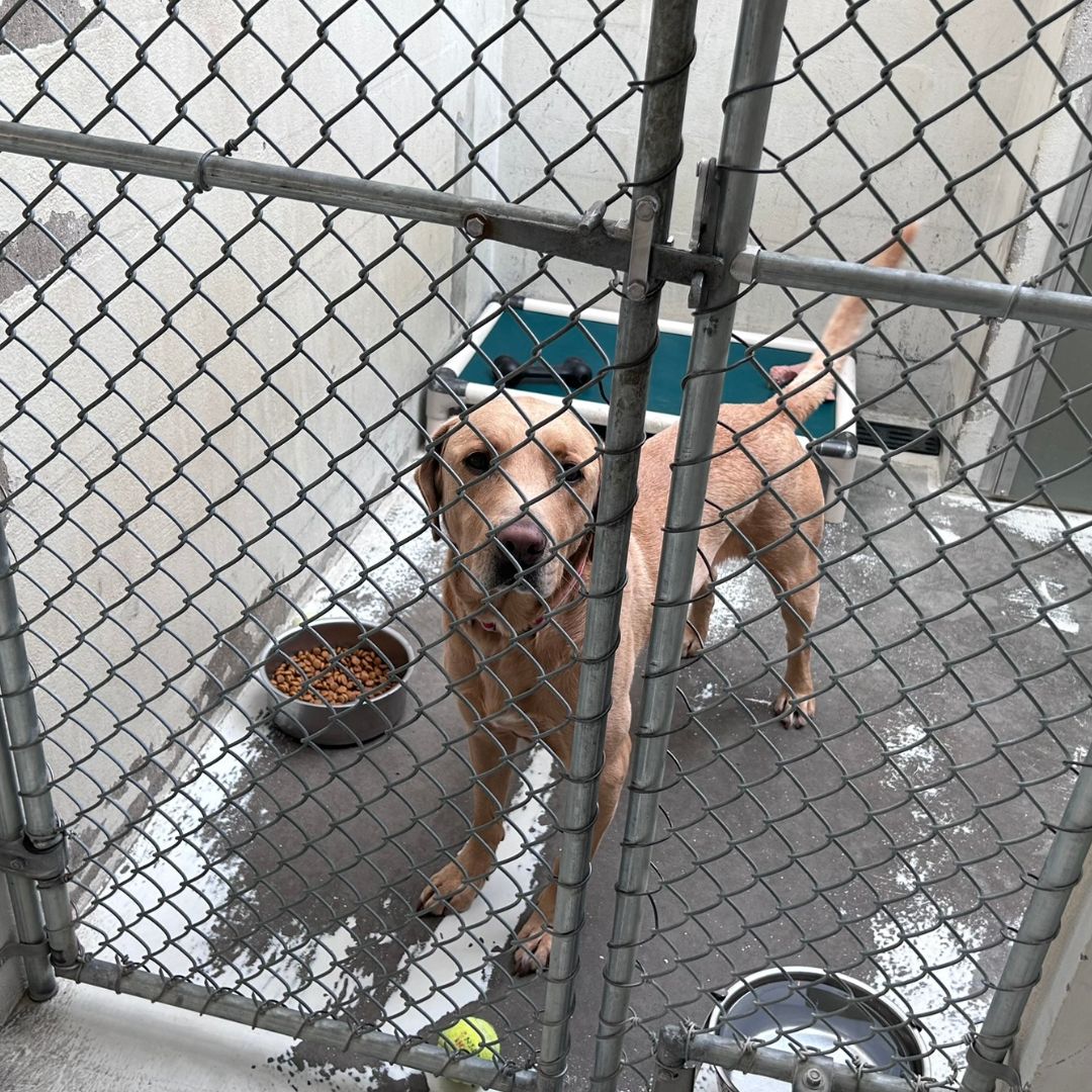 Puppy at VHS before renovations