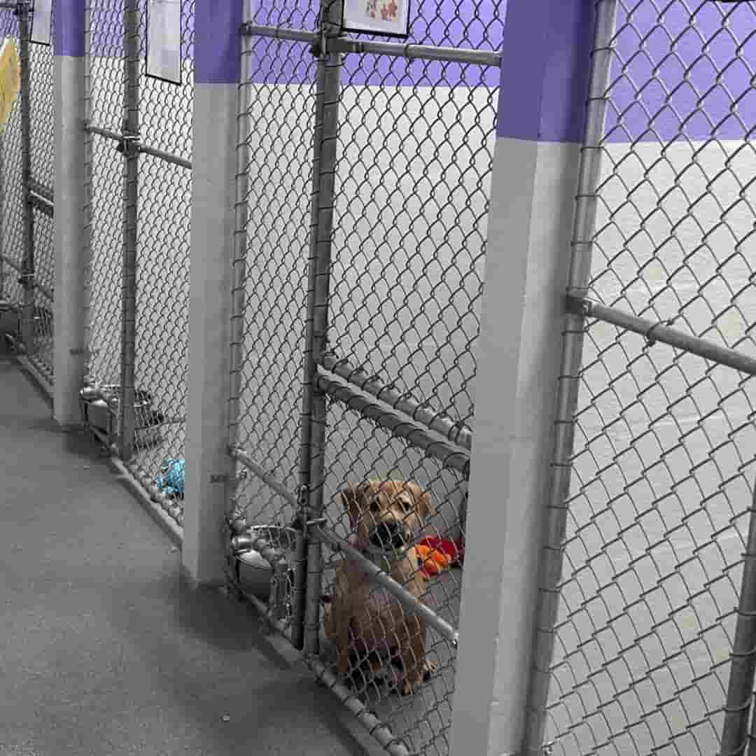 Puppy in renovated building as a result of raising more than enough funds to update the build